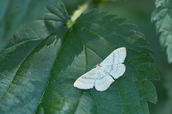 Olivgrauer Doppellinien - Zwergspanner         Idaea straminata           ( Baden-Württemberg Juni 2023 )