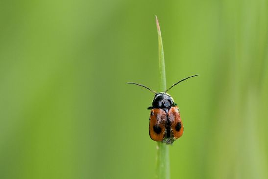 Zweipunktiger Fallkäfer         Cryptocephalus bipunctatus           ( Sachsen - Anhalt  Mai 2026 )