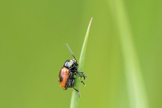Zweipunktiger Fallkäfer         Cryptocephalus bipunctatus           ( Sachsen - Anhalt  Mai 2026 )