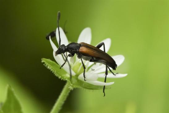 Schwarzgesaumter Schmalbock     Anastrangalia dubia       ( Sachsen-Anhalt Juni 2020 )