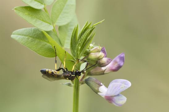 Schlupfwespe     noch unbestimmt        ev. Ichneumon sp.      ( Sachsen - Anhalt  September  2020 )