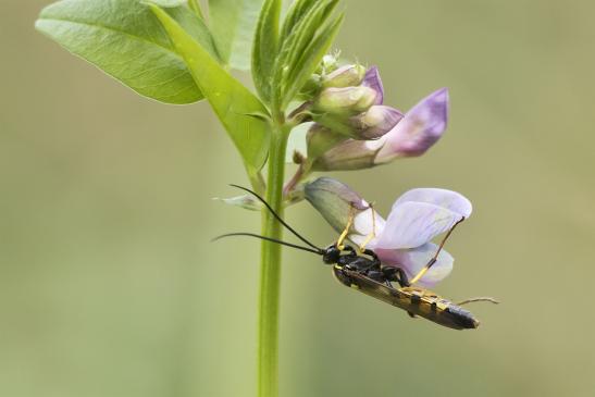 Schlupfwespe     noch unbestimmt        ev. Ichneumon sp.      ( Sachsen - Anhalt  September  2020 )