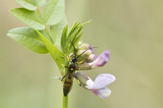 Schlupfwespe     noch unbestimmt        ev. Ichneumon sp.      ( Sachsen - Anhalt  September  2020 )