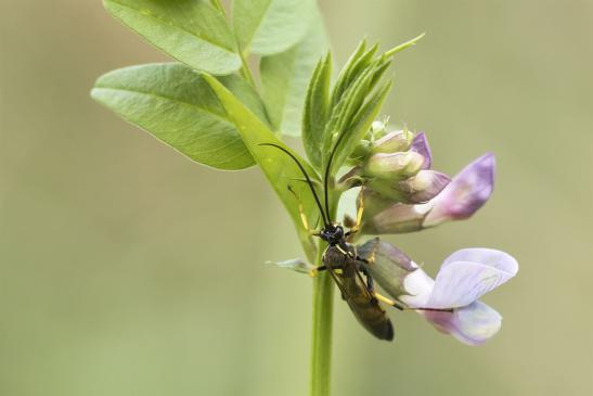 Schlupfwespe     noch unbestimmt       ev. Ichneumon sp.     ( Sachsen - Anhalt  September  2020 )