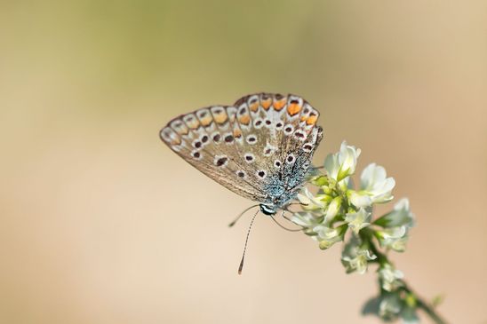 Hauhechel - Bläuling     Polyommatus icarus     männlich          ( Naturparadies Grünhaus   Brandenburg August 2024 )