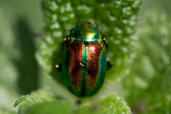 Goldglänzender Blattkäfer       Chrysolina fastuosa           ( Baden - Württemberg Juni 2023 )