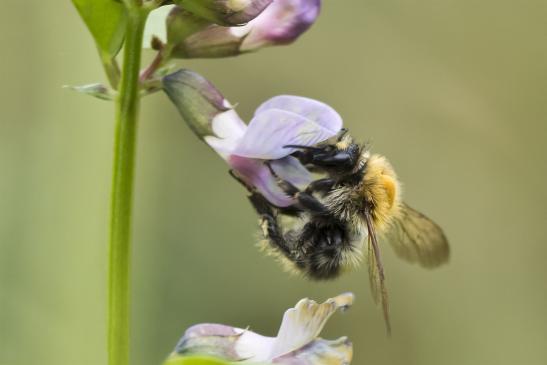 Ackerhummel       Bombus pascuorum       ( Sachsen - Anhalt  September 2020 )