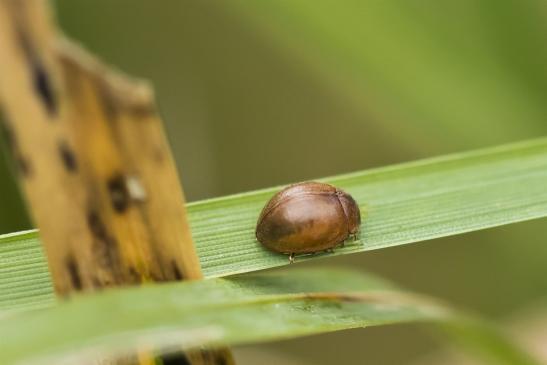 Gras - Marienkäfer       Cynegetis impunctata        ( Sachsen-Anhalt September 2020 )