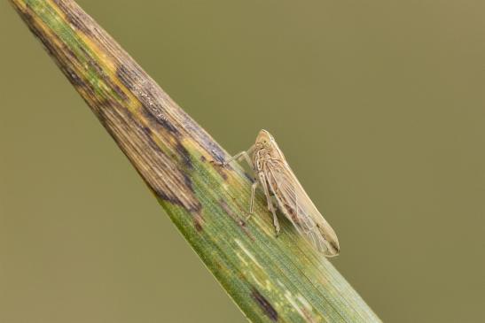 Große Spornzikade       Stenocranus major       ( Sachsen - Anhalt September 2020 )