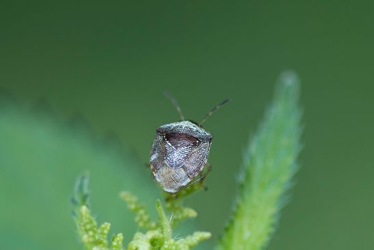 Schillerwanze         Eysarcoris venustissimus          ( Baden - Württemberg  Juni 2023 )