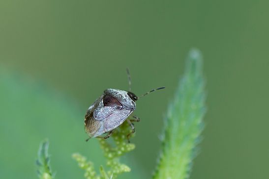 Schillerwanze         Eysarcoris venustissimus          ( Baden - Württemberg  Juni 2023 )