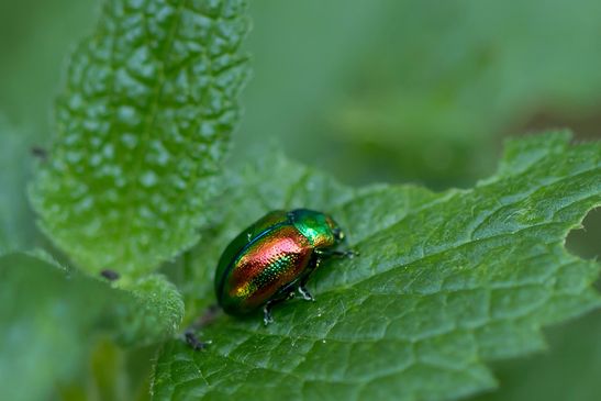 Goldglänzender Blattkäfer       Chrysolina fastuosa           ( Baden - Württemberg Juni 2023 )