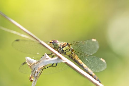 Große Heidelibelle         Sympetrum striolatum            ( Naturparadies Grünhaus   Brandenburg August 2024 )