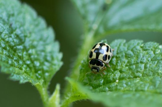 Vierzehnpunkt - Marienkäfer, Schachbrett - Marienkäfer, Schwarzgefleckter Marienkäfer         Propylea quatuordecimpunctata         ( Baden - Württemberg   Juni 2023 )