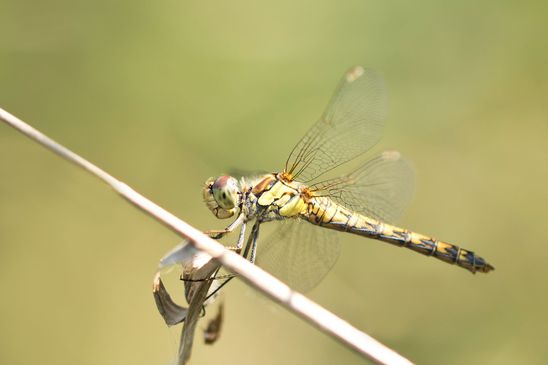 Große Heidelibelle         Sympetrum striolatum            ( Naturparadies Grünhaus   Brandenburg August 2024 )