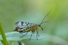 Gemeine Gemeine Skorpionsfliege Panorpa communis maennlich