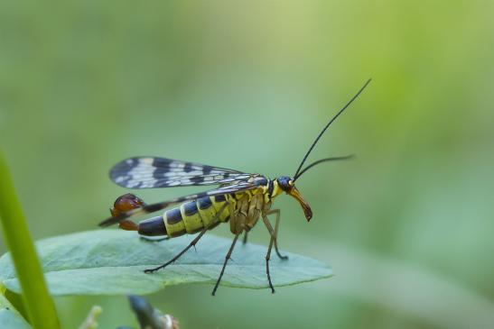 Gemeine Skorpionsfliege      Panorpa communis      männlich      ( Sachsen - Anhalt September 2020 )