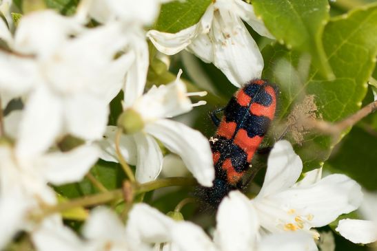 Zottiger Bienenkäfer        Trichodes alvearius           ( Brandenburg  Mai 2026 )   