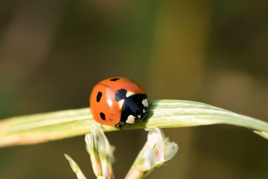  Siebenpunkt Marienkäfer     Coccinella septempunctata              ( Baden - Württemberg Juni 2025 )
