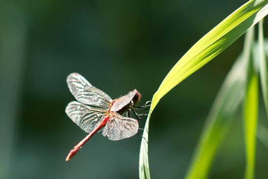 Blutrote Heidelibelle      Sympetrum sanguineum   männlich        ( Brandenburg 2024 )