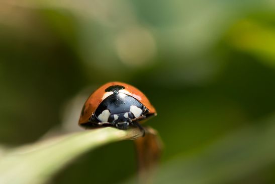  Siebenpunkt Marienkäfer     Coccinella septempunctata              ( Baden - Württemberg Juni 2025 )