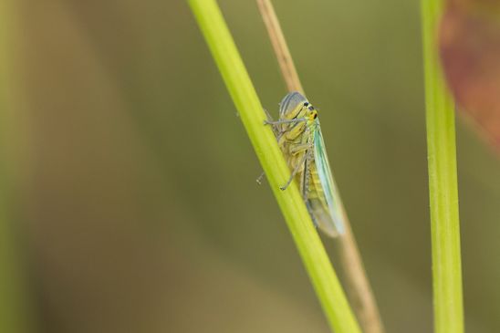 Binsenschmuckzikade       Cicadella viridis           ( Baden - Württemberg Juni 2023 )