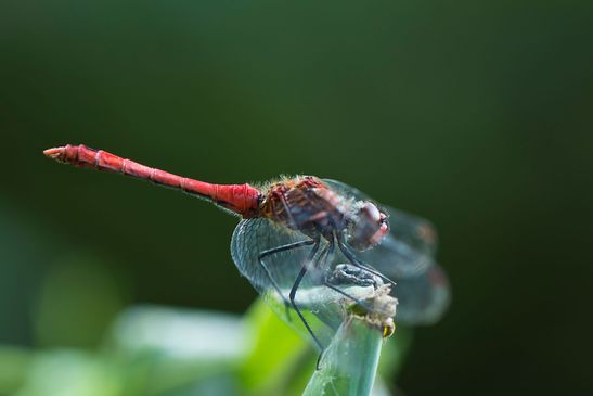 Blutrote Heidelibelle      Sympetrum sanguineum   männlich        ( Brandenburg 2024 )