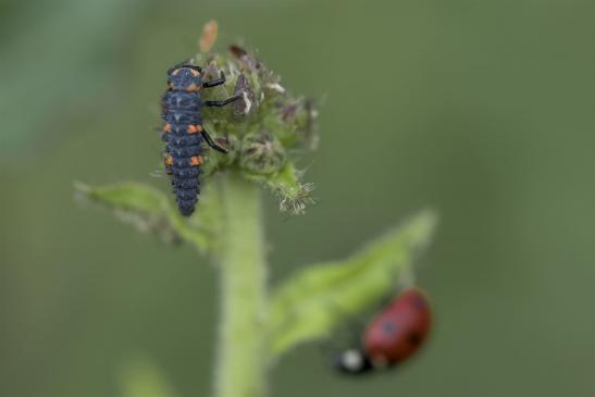 " The next generation "     Siebenpunkt Marienkäfer mit Nachwuchs     Coccinella septempunctata      ( Sachsen-Anhalt Juni 2020 )