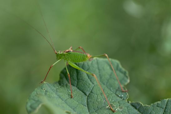 Punktierte Zartschrecke     Leptophyes punctatissima        männlich         ( Brandenburg August 2024 )