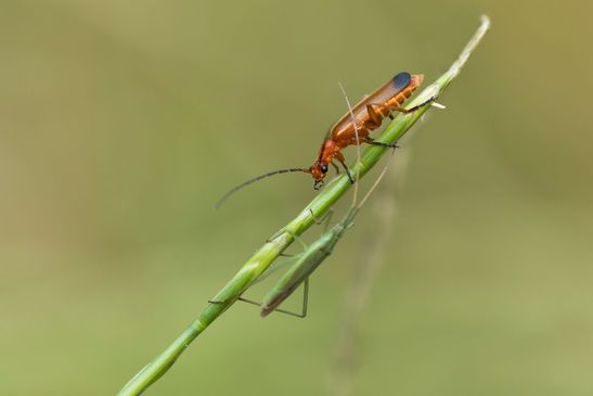 Roter Weichkäfer     Rhagonycha fulva            ( Baden - Würtemberg Juni 2023 )