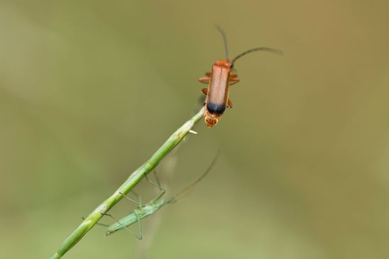 Roter Weichkäfer     Rhagonycha fulva            ( Baden - Würtemberg Juni 2023 )