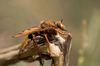 Hornissen-Raubfliege Asilus crabroniformis