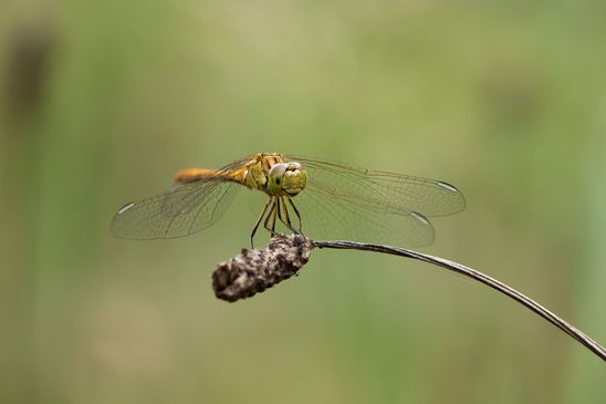 Südliche Heidelibelle         Sympetrum meridionale          weiblich         ( Brandenburg 2024 )