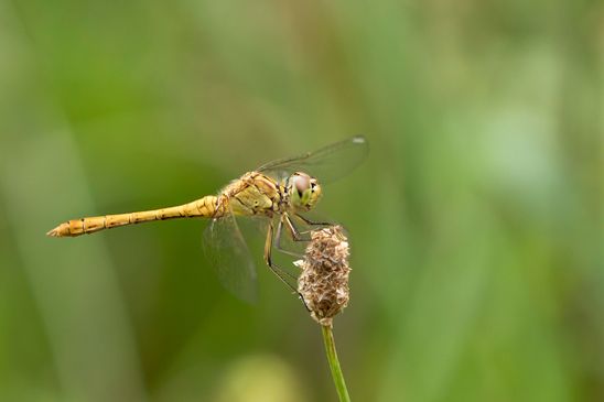 Südliche Heidelibelle         Sympetrum meridionale         weiblich         ( Brandenburg 2024 )