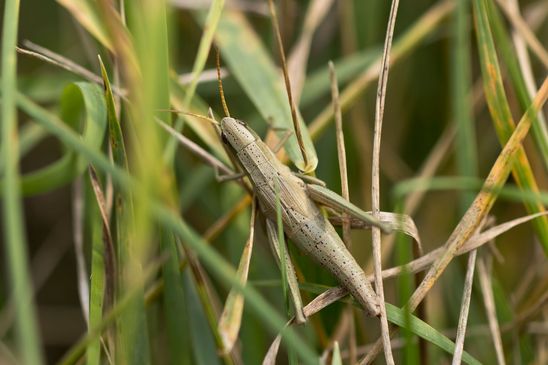 Große Goldschrecke          Chrysochraon dispar       ( Naturparadies Grünhaus August 2024 )