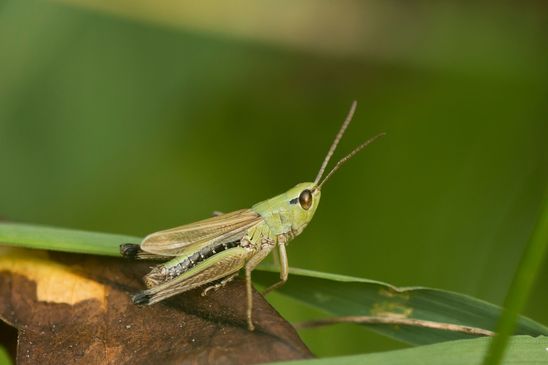  Gemeiner Grashüpfer     Pseudochorthippus parallelus        ( Baden - Württemberg Juni 2023 ) 