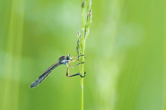 Gemeine Schlankfliege         Leptogaster cylindrica          ( Brandenburg Mai 2026 )