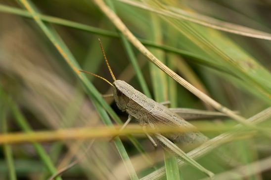 Große Goldschrecke          Chrysochraon dispar       weiblich         ( Naturparadies Grünhaus August 2024 )