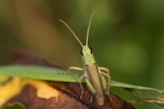  Gemeiner Grashüpfer     Pseudochorthippus parallelus         ( Baden - Württemberg Juni 2023 ) 