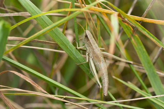  Große Goldschrecke          Chrysochraon dispar      weiblich         ( Naturparadies Grünhaus August 2024 )