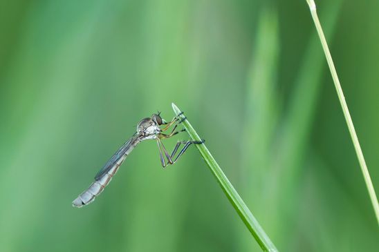 Gemeine Schlankfliege         Leptogaster cylindrica          ( Brandenburg Mai 2026 )