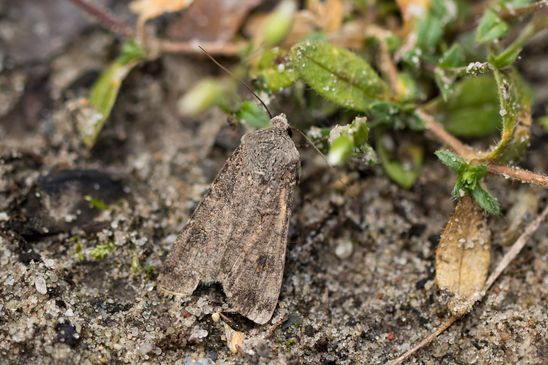Saateule         Agrotis segetum         ( Naturparadies Grünhaus  Brandenburg August 2024 )