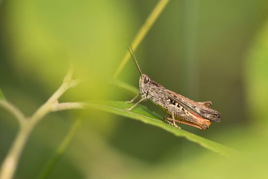 noch unbestimmt         (  Brandenburg  August  2024  )