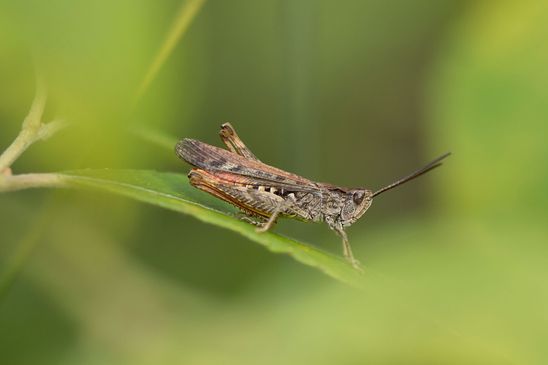 noch unbestimmt         (  Brandenburg  August  2024  )