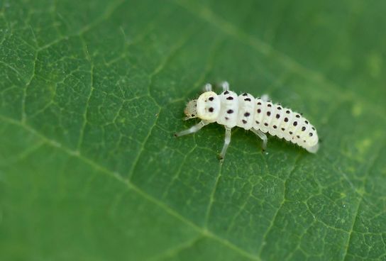 Zwölffleckiger Pilz - Marienkäfer         Vibidia duodecimguttata          Larve         ( Brandenburg  August 2024 )