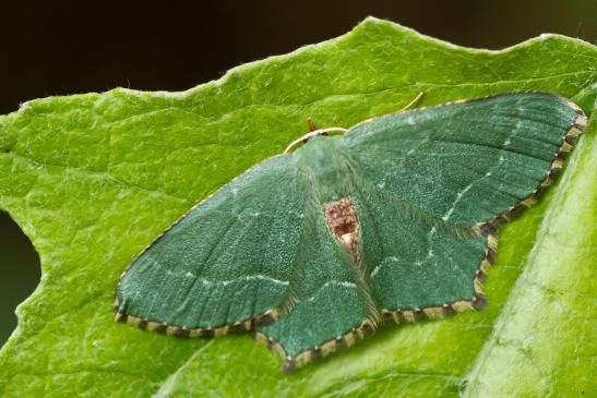 Gebüsch - Grünspanner      Hemithea aestivaria      ( Baden-Württemberg Juni 2023 )