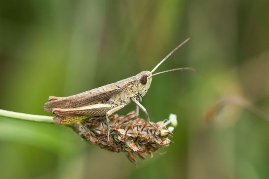 noch unbestimmt           ( Naturparadies Grünhaus   Brandenburg August 2024 ) 
