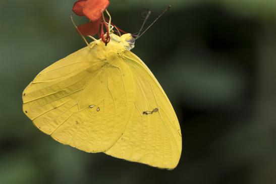 Orangegetüpfelter Gelbling  ?    (Phoebis philea)     (Alaris  Schmetterlingspark )     