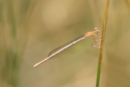  Blaue Federlibelle         Platycnemis pennipes        weiblich        ( Baden - Württemberg Juni 2023 )