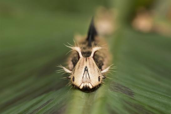 Bananenfalter     Raupe     Caligo eurilochus     (Alaris  Schmetterlingspark )